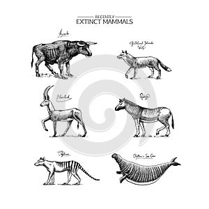 Extinct species. Wild mammal animals and birds. Tasmanian wolf, Quagga. Aurochs. Blue antelope. Steller's sea cow