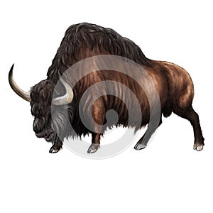 Extinct Steppe bison