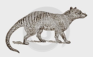 Extinct thylacine or tasmanian wolf thylacinus cynocephalus in side view photo