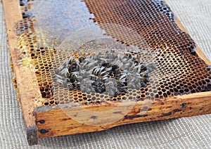 The extinction of honey bees. Beekeepers have been noticing their honeybee populations have been dying off photo