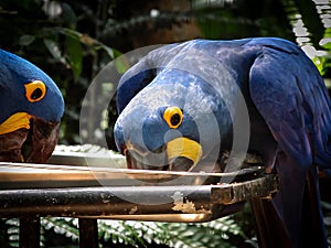 Extinction Threatened Hyacinth Macaw Anodorhynchus hyacinthinus