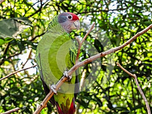 Extinction Threatened Red-Tailed Amazon Parrot, Amazona Brasiliensis photo