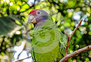 Extinction Threatened Red-Tailed Amazon Parrot, Amazona Brasiliensis