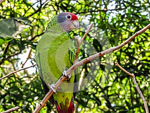 Extinction Threatened Red-Tailed Amazon Parrot, Amazona Brasiliensis