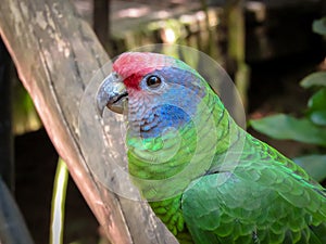 Extinction Threatened Red-Tailed Amazon Parrot, Amazona Brasiliensis