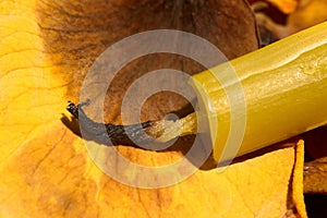 Extinguished church candle on a dry yellow rose petal