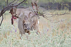 Extra big Boone and Crockett whitetail buck shedding his velvet