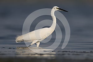 Extra close up portrait of little egret