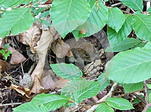 Extra cute european wood mouse wanna be a photo model