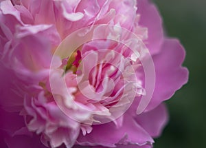Extra fresh and luxury fragranced king peony flower in the garden