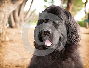 Extra large newfoundland dog sitting in park with trees