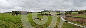 Extra large panoramic view over hills, meadows and grazing cattle