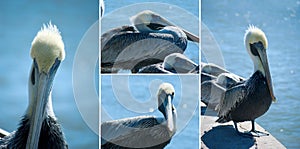 Extra large pelican montage
