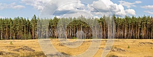 Extra large wide panoramic view of pine forest and cloudy sky on the background