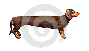 Extra long dachshund, manipulated image of a very Long Dachshund