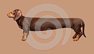 Extra long dachshund, manipulated image of a very Long Dachshund, studio shot