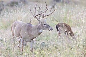 Extra tall tined antlers on whitetail buck photo