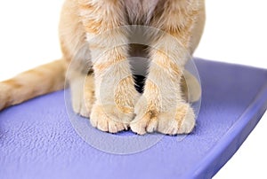 Extra toes on a polydactyl cat paw