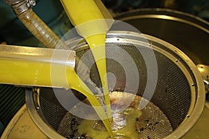 Extra virgin olive oil extraction process in olive oil mill