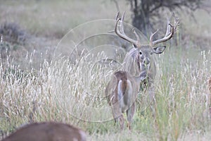 Extra wide racked whitetail buck on trail of doe