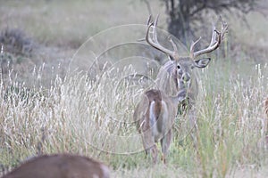 Extra wide racked whitetail buck on trail of doe photo