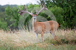 Extra wide whitetail buck standing at alert