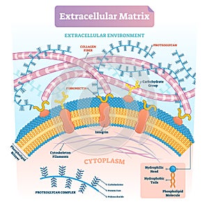 Extracellular matrix labeled infographic vector illustration scheme.