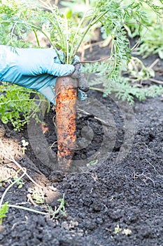 Extract carrots from the ground