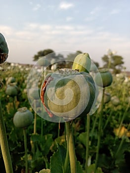 Extracted morphine from opium plant in indian fields.