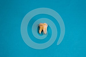 Extracted wisdom tooth on on blue background, close up