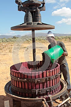 Extracting grape juice with a manual wine press