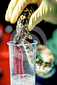 Extracting venom from snakes in laboratory, for medical research, antivenom production, for pharmaceutical purposes