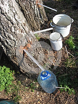 Extraction of birch juice