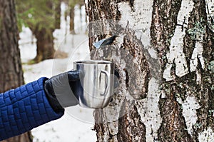 Extraction of birch SAP