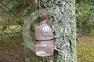 Extraction of birch sap in the forest.