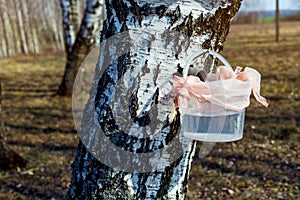 Extraction of birch sap from birch