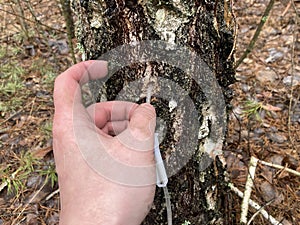 Extraction of birch sap using an industrial method