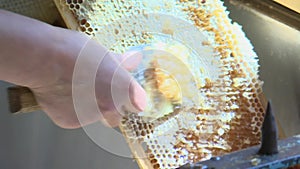 Extraction of honeycombs. Extraction of honey, beekeeper processes bee honeycombs.