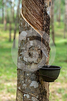 extraction of natural latex. Rubber tree plantation. Rubber tapping tree garden in Thailand. Natural latex extracted