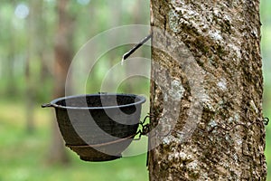 extraction of natural latex. rubber tree plantation. Rubber tree plantation. Rubber tapping in rubber tree garden in Thailand.