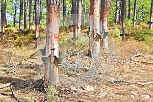 Extraction of natural resin from pine tree trunks