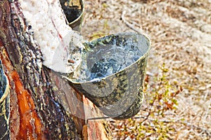 Extraction of natural resin from pine tree trunks