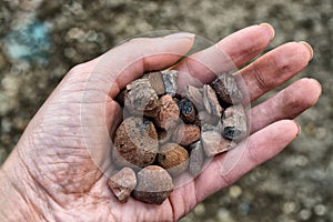 Extraction of rocks, stones, expanded clay, in the hand of the worker