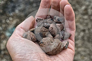 Extraction of rocks, stones, expanded clay, in the hand of the worker