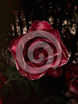 This is a extrange rose photo