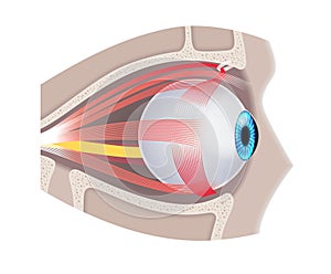 Extraocular muscles anatomy