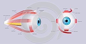 Extraocular muscles anatomy