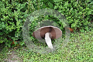 An extraordinarily large fungus  agaricus campestris found in Slovakia in Bardejov with a hat diameter of up to 37 cm