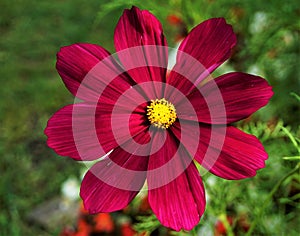 Extraordinary blossom of a Cosmos bipinnatus flower