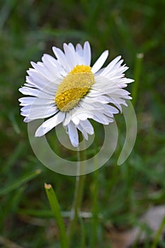 Extraordinary daisy double as wide as normal photo